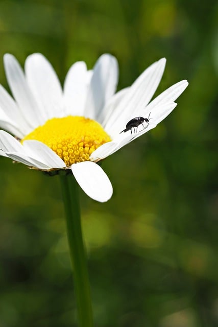 Free download daisy flower beetle insect free picture to be edited with GIMP free online image editor