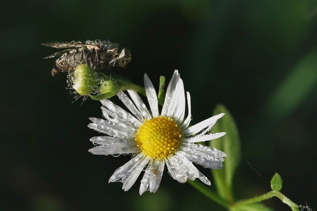 Free download daisy flower fly insect blossom free picture to be edited with GIMP free online image editor