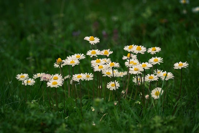 Free download daisy flower grass blades of grass free picture to be edited with GIMP free online image editor