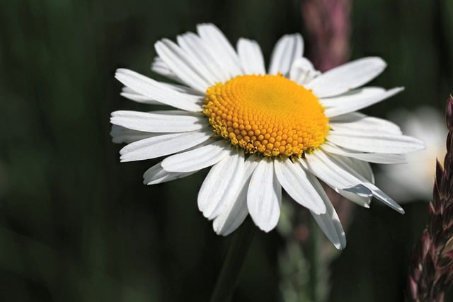 Free download daisy flower plant beautiful nature free picture to be edited with GIMP free online image editor