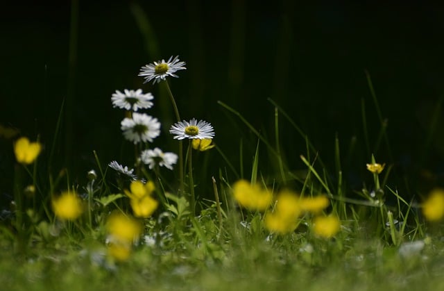 Free download daisy flowers grass garden lawn free picture to be edited with GIMP free online image editor