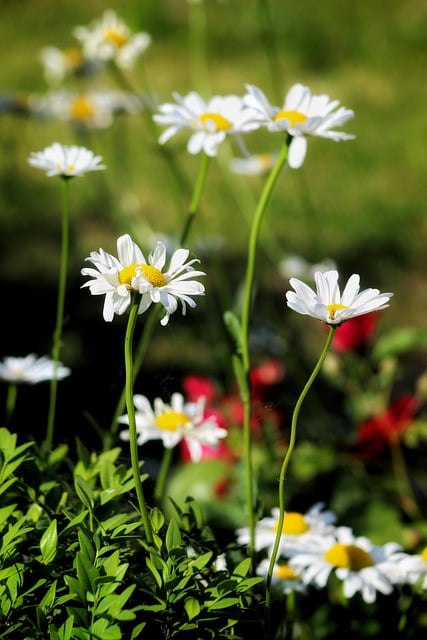 Free download daisy flowers plants white flowers free picture to be edited with GIMP free online image editor