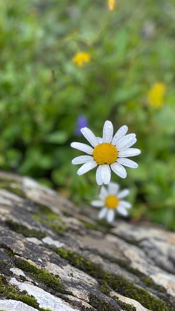 Free download daisy flower stone botany bloom free picture to be edited with GIMP free online image editor