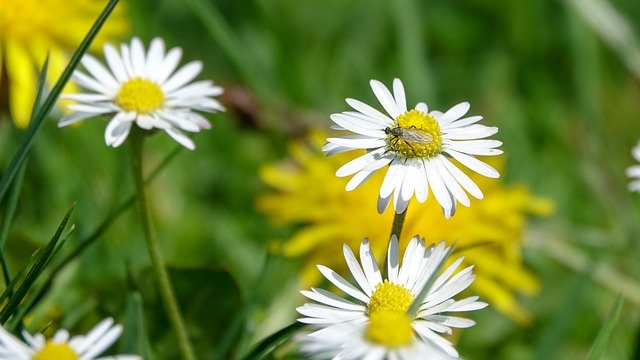 Free download Daisy Fly Insect Pointed -  free photo or picture to be edited with GIMP online image editor