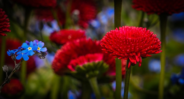 margarita no me olvides flores plantas de OffiDocs