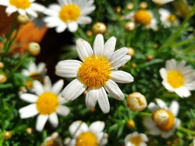 Free download Daisy Garden Gardening -  free photo or picture to be edited with GIMP online image editor