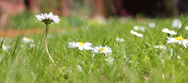 Free download Daisy Grass Garden -  free photo or picture to be edited with GIMP online image editor