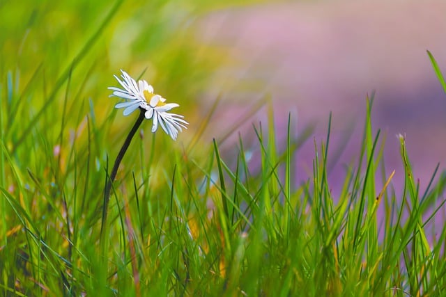 Free download daisy grass nature flower solitary free picture to be edited with GIMP free online image editor