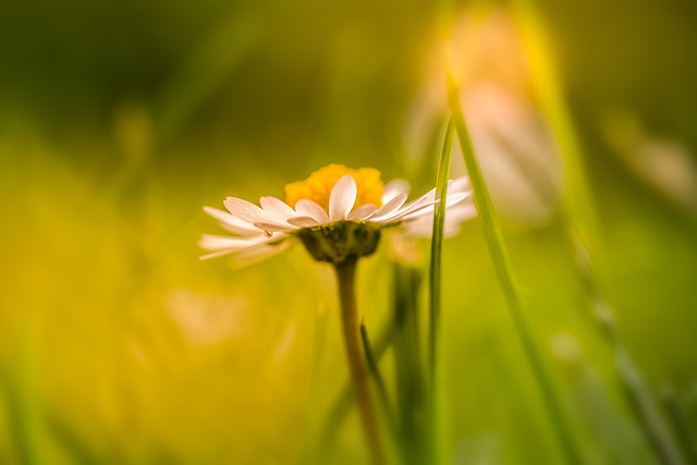 Free download daisy grass sunlight macro focus free picture to be edited with GIMP free online image editor