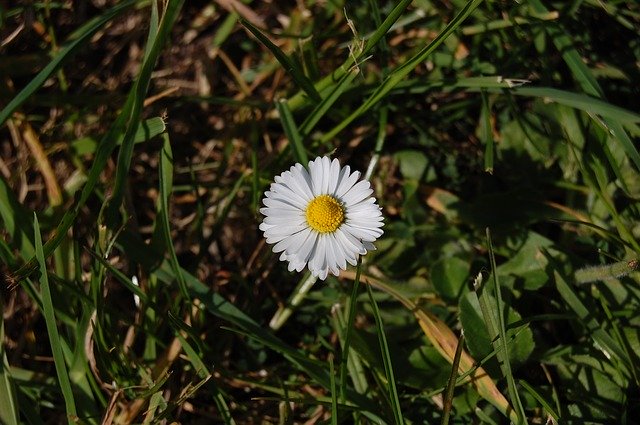 Free download Daisy Grass White -  free photo or picture to be edited with GIMP online image editor