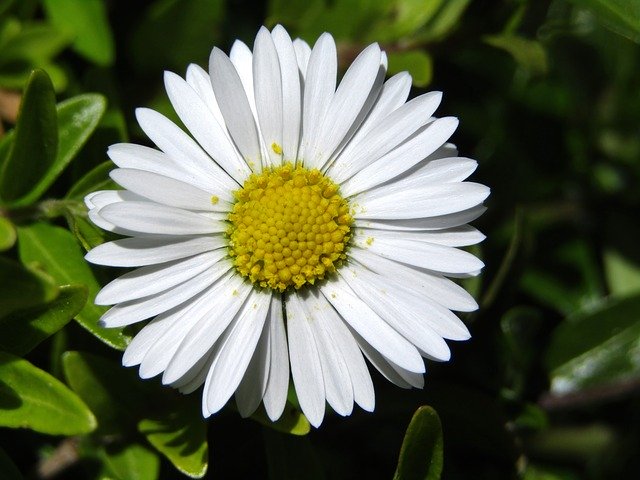 دانلود رایگان Daisy Marie Flower Yellow - عکس یا تصویر رایگان قابل ویرایش با ویرایشگر تصویر آنلاین GIMP