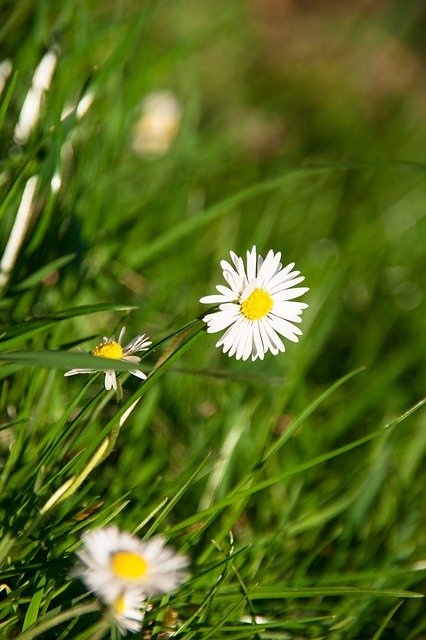 Free download Daisy Meadow Flower -  free photo or picture to be edited with GIMP online image editor