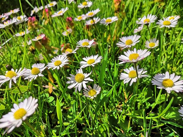 Free download Daisy Spring Meadow -  free photo or picture to be edited with GIMP online image editor