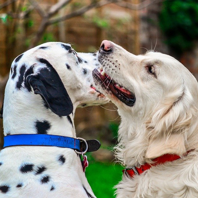 Free download Dalmatian Golden Retriever -  free photo or picture to be edited with GIMP online image editor