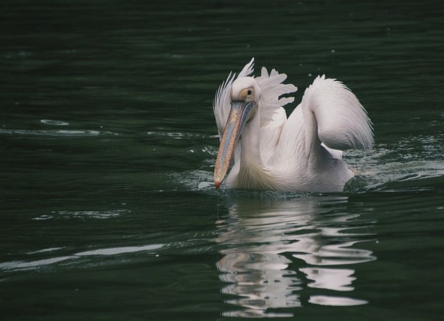 Free download dalmatian pelican bird lake pelican free picture to be edited with GIMP free online image editor