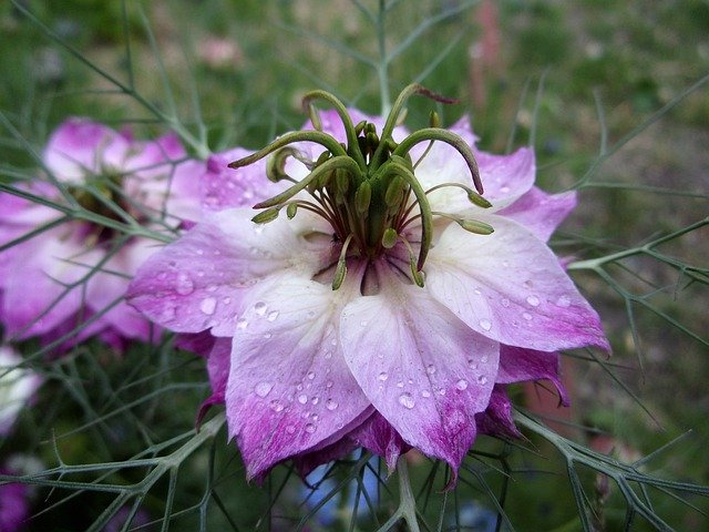 Free download Damascus Nigella Flower Summer -  free photo or picture to be edited with GIMP online image editor