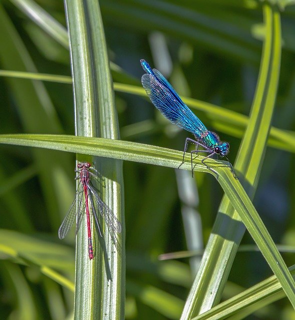 Free download Damselfly Banded Blue -  free photo or picture to be edited with GIMP online image editor