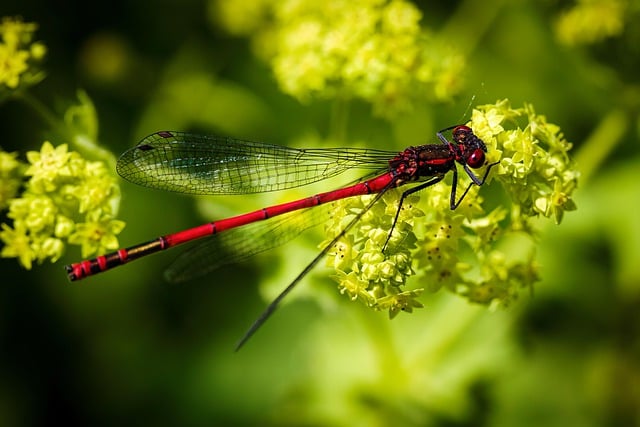 বিনামূল্যে ডাউনলোড করুন damselfly ফুল পোকামাকড় উদ্ভিদ বিনামূল্যে ছবি GIMP বিনামূল্যে অনলাইন ইমেজ সম্পাদক দ্বারা সম্পাদনা করা হবে