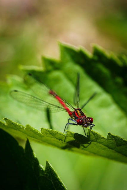 Free download damselfly leaf insect plant nature free picture to be edited with GIMP free online image editor