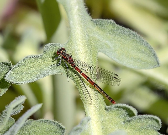 Free download Damselfly Red Insect -  free photo or picture to be edited with GIMP online image editor