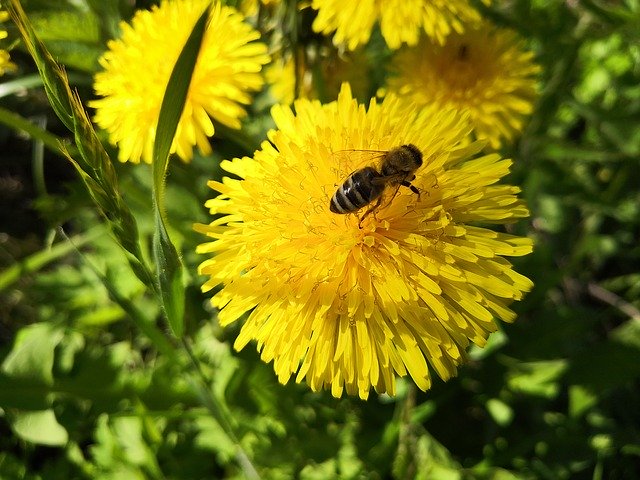 Free download Dandelion Bee Grass -  free photo or picture to be edited with GIMP online image editor