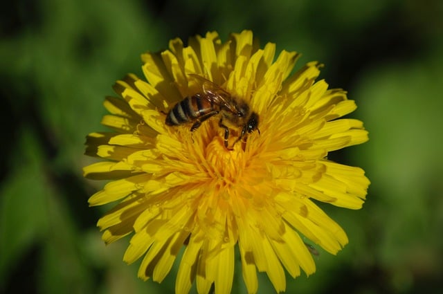 Free download dandelion bee yellow flower free picture to be edited with GIMP free online image editor