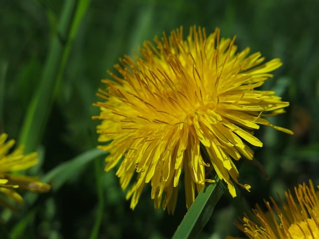 Free download dandelion blossom bloom flora free picture to be edited with GIMP free online image editor