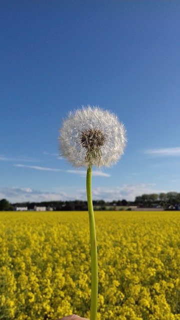 Free download Dandelion Blowball Sky -  free photo or picture to be edited with GIMP online image editor