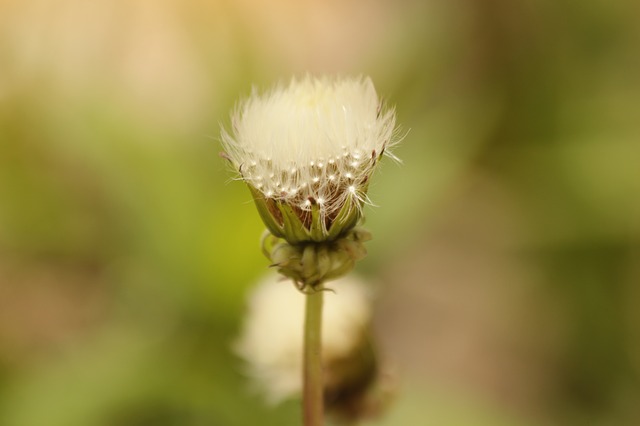 Free download dandelion bud furry plant flower free picture to be edited with GIMP free online image editor