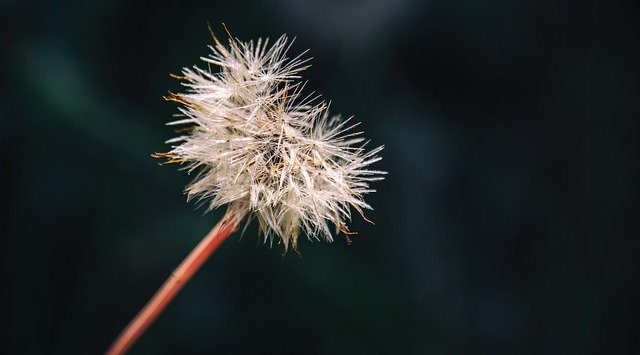 Free download Dandelion Clock Plant -  free photo or picture to be edited with GIMP online image editor