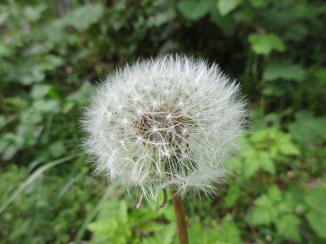 Free download Dandelion Close Up Blossom -  free photo or picture to be edited with GIMP online image editor