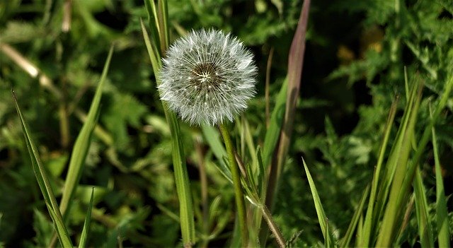 Free download Dandelion Close Up Macro -  free photo or picture to be edited with GIMP online image editor