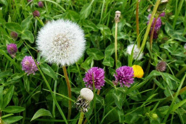 Free download Dandelion Clover White -  free photo or picture to be edited with GIMP online image editor