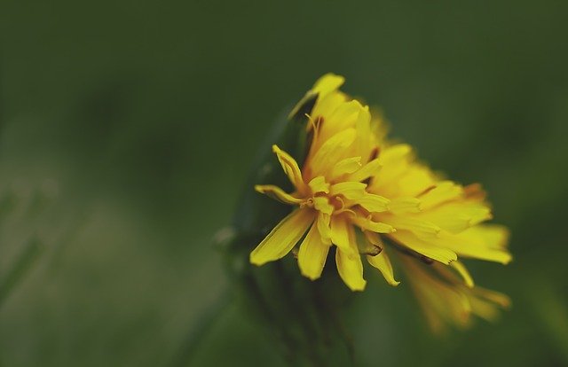 Free download Dandelion Common -  free photo or picture to be edited with GIMP online image editor