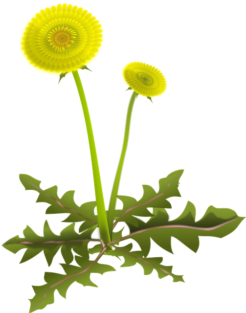 Free download Dandelion Common - Free vector graphic on Pixabay free illustration to be edited with GIMP free online image editor