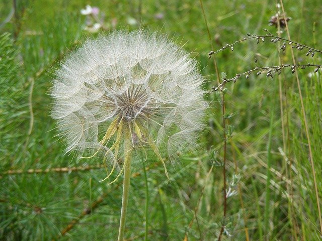 Free download Dandelion Dandelions Plant -  free free photo or picture to be edited with GIMP online image editor