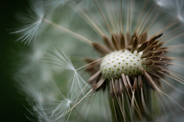 Free download dandelion faded fluff seeds free picture to be edited with GIMP free online image editor