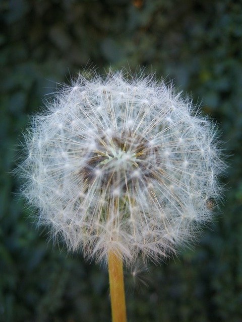 Free download Dandelion Flower Ask For Desire -  free photo or picture to be edited with GIMP online image editor