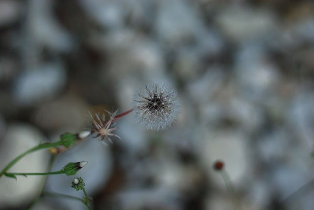 Free download dandelion flower background nature free picture to be edited with GIMP free online image editor