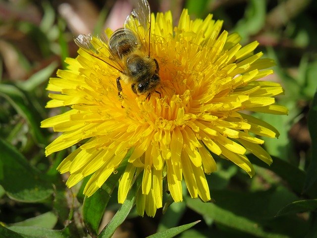 Free download Dandelion Flower Blossom -  free photo or picture to be edited with GIMP online image editor