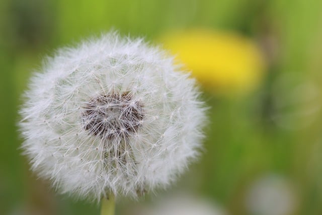 Free download dandelion flower blossom bloom free picture to be edited with GIMP free online image editor