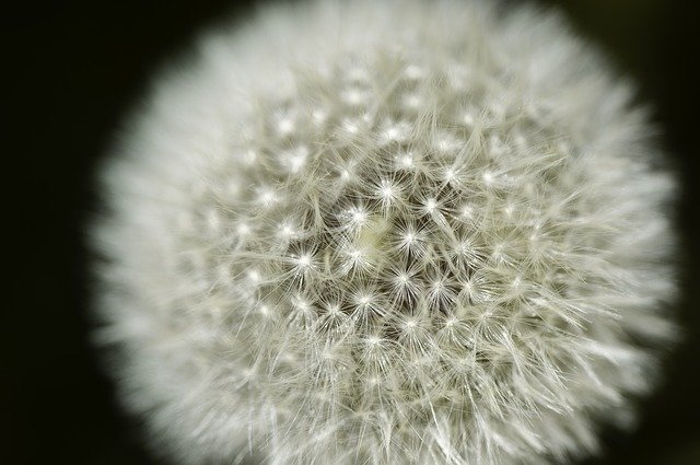 Free download Dandelion Flower Close Up Pointed -  free photo or picture to be edited with GIMP online image editor