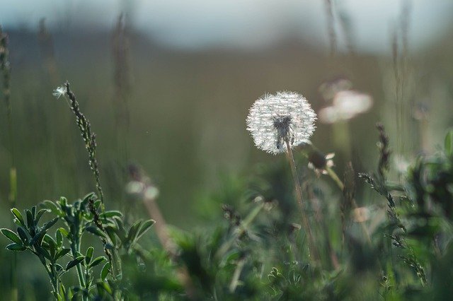 Free download Dandelion Flower Flowers -  free photo or picture to be edited with GIMP online image editor