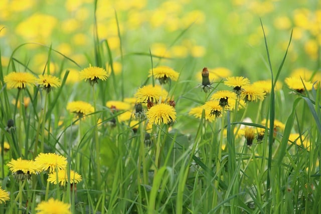 Free download dandelion flower meadow blossoms free picture to be edited with GIMP free online image editor