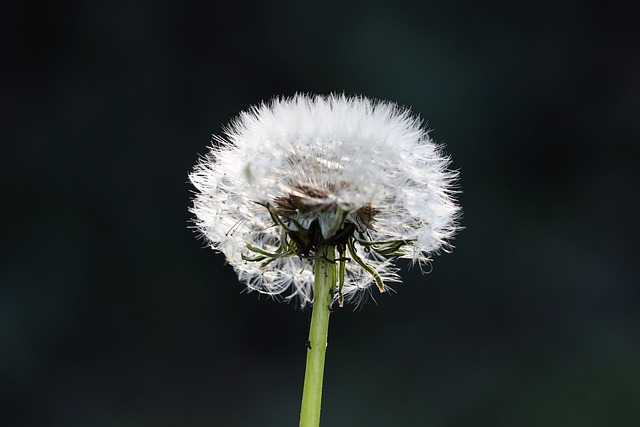 Free download dandelion flower plant autumn free picture to be edited with GIMP free online image editor