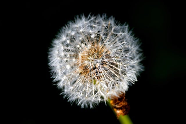 Free download dandelion flower plant flora free picture to be edited with GIMP free online image editor