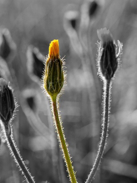 Free download dandelion flower plant flowerbud free picture to be edited with GIMP free online image editor