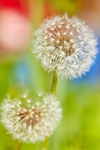 Free download dandelion flower plant seed head free picture to be edited with GIMP free online image editor