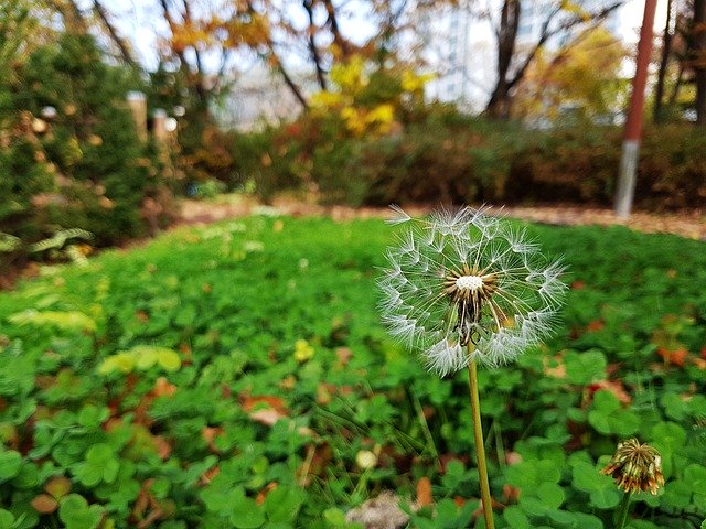 Free download Dandelion Flowers Autumn -  free free photo or picture to be edited with GIMP online image editor