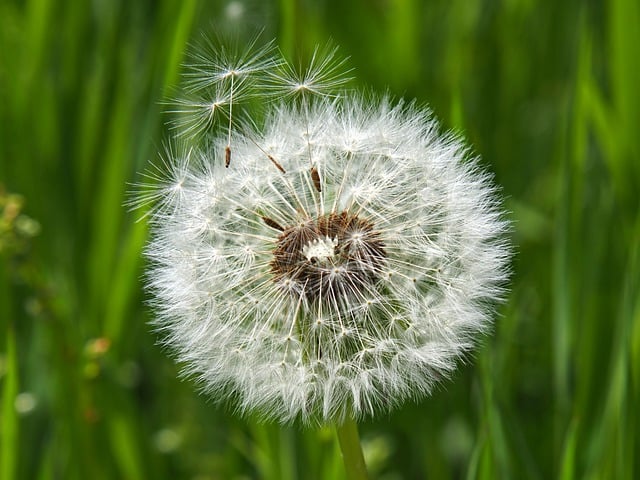 Free download dandelion flower seeds spring free picture to be edited with GIMP free online image editor